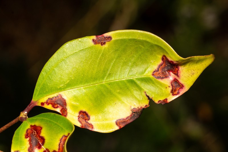 Myrtle rust on Rhodamnia leaf upper side (credit Craig Stehn)