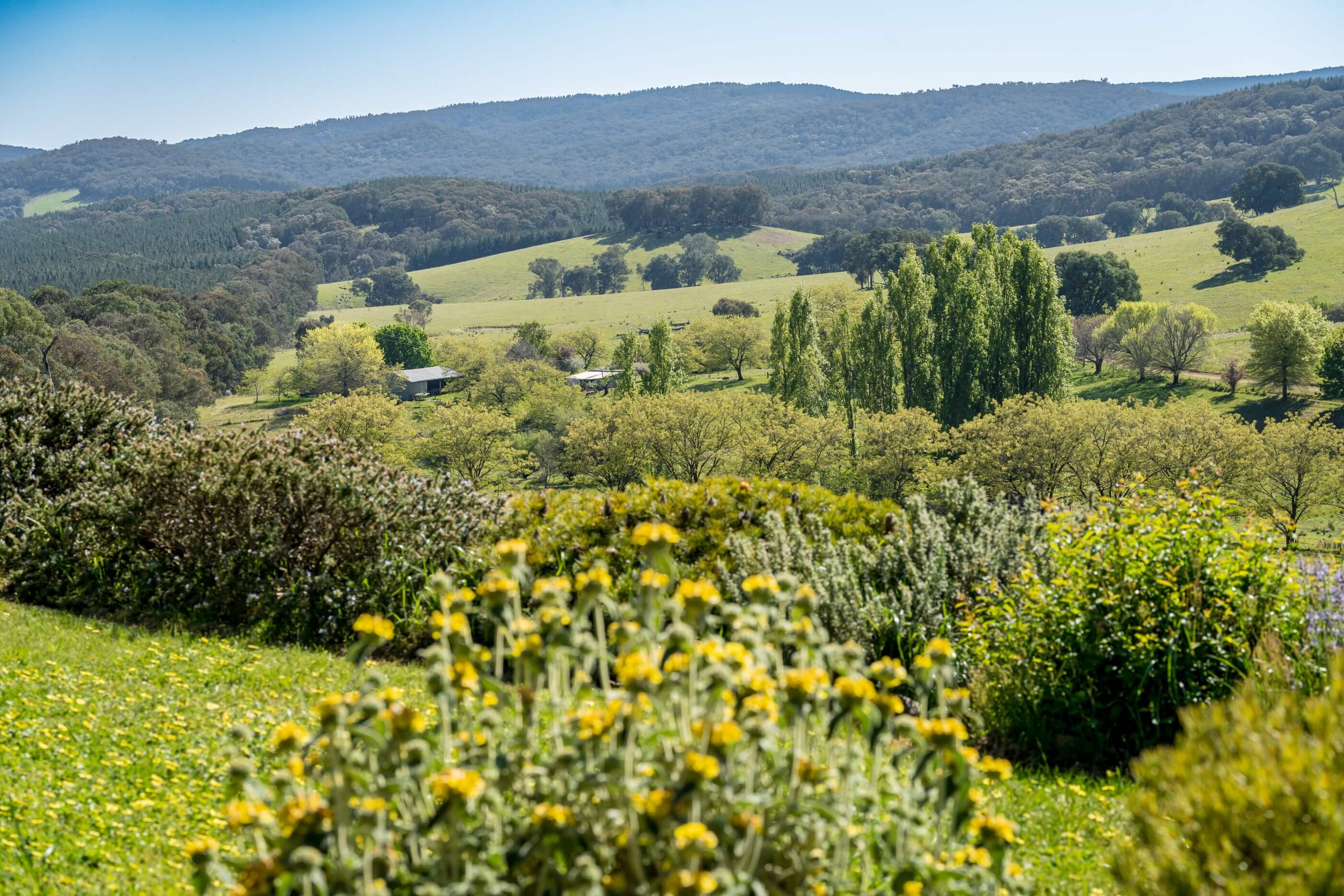 A photo of surrounding shrubs, shed and forests