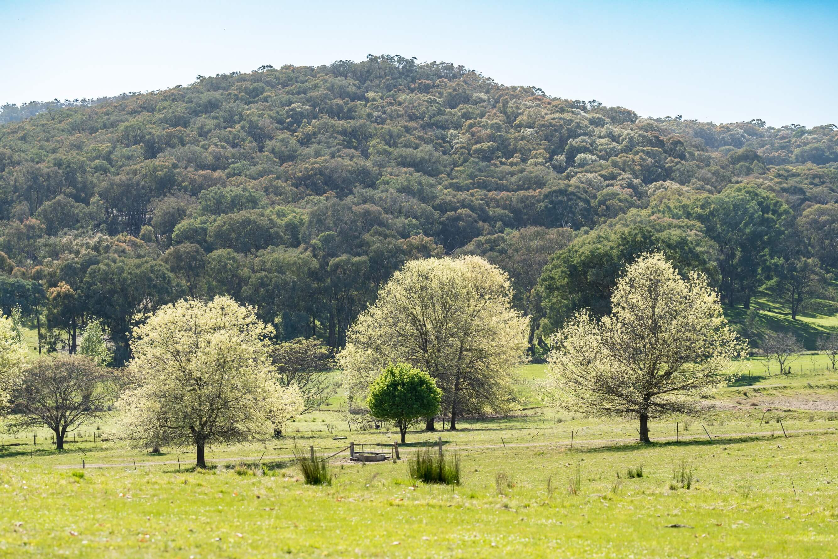 A photo of the grassy fields and forest in the background