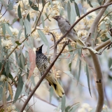 A regent honeyeater sits on the branch of a eucalyptus tree