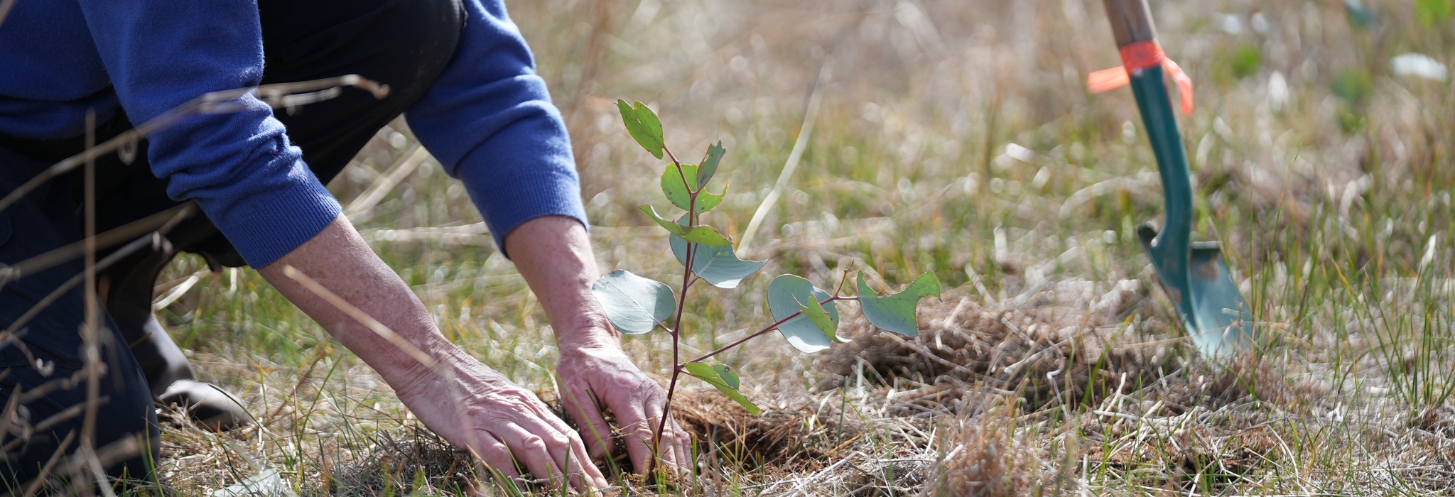 A close up of hands planting a new seedling in the ground