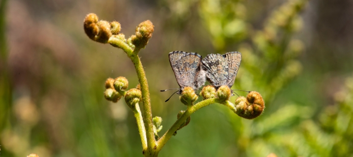 What is biodiversity and why is it important?