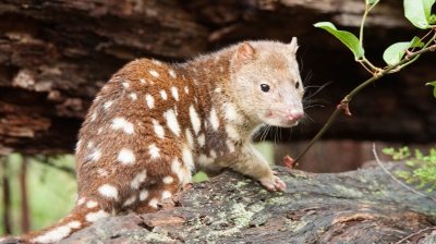 A photo of a spotted quoll on a tree