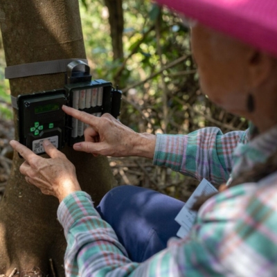 Wildlife camera being set up on a tree trunk