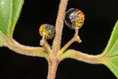Myrtle rust on Rhodamnia fruit Craig Stehn.jpg 
