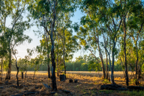 Blue sky peeking through trees and healthy ground covering