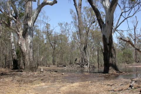 Stripped back trees on bare land