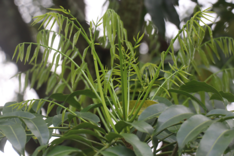 Onion cedar plant