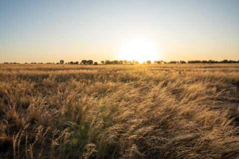 A sunsent behind long grasses