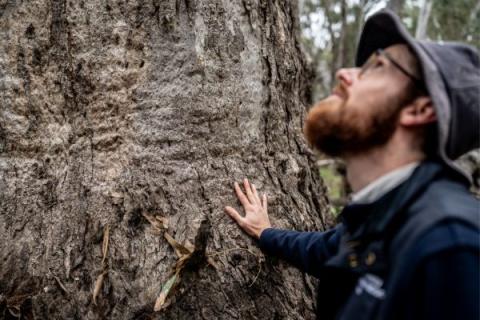 A man leaning on a large tree trunk and looking up