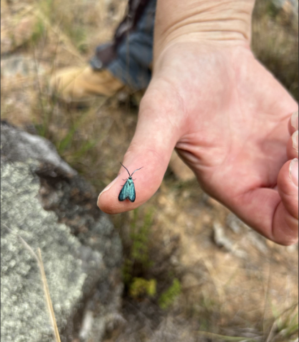 A Forester Moth settling on a BCT worker's thumb