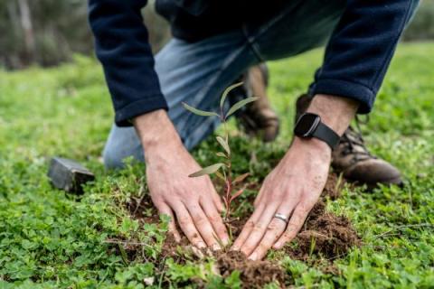 A photo of a person kneeling and with their two hands planting a tree in ground