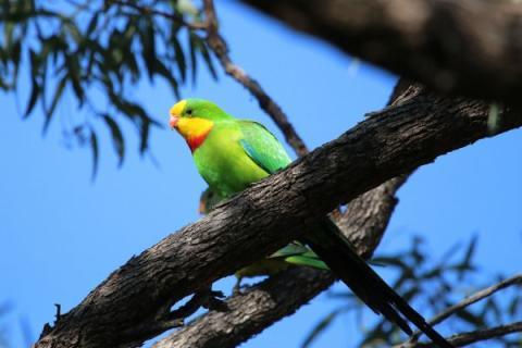 A photo of a superb parrot resting on a tree