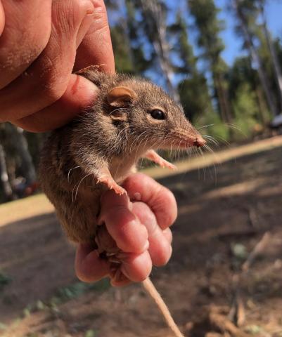 Antechinus mum and babies being held up