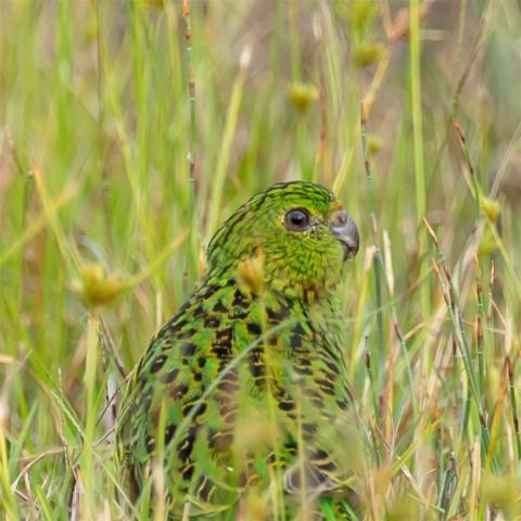 Ground parrot stands in long grass