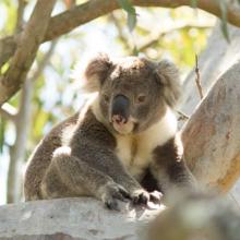 Koala (c) John Turbill