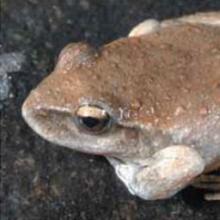 Booroolong frog (c) DECC