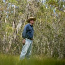 A man stands among tall bloodwood trees