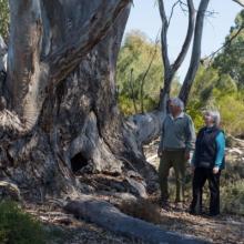 Ken and Jill Hooper stand at the base of a large tree