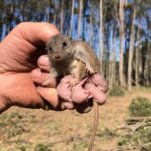 Antechinus mum and 10 babies being held up 